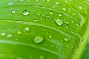 Raindrops on leaves after rain