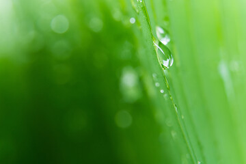 Raindrops on leaves after rain