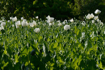 blooming field of white opium poppy in latin papaver somniferum, panoramic view, white poppy grown...