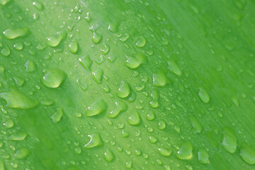 Macro photo of water droplets on banana leaves, bright green and freshness