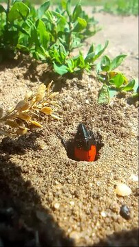 Meloidae is a family of beetles. Mylabris quadripunctata close-up. The beetle digs the soil on a sunny day. Wildlife. Vertical macro video. The beetle digs the ground.