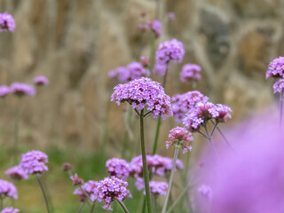 Verbena bonariensis purple flowers close-up.