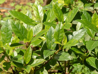 Viburnum tinus,laurustinus, laurustine or laurestine plant leaves