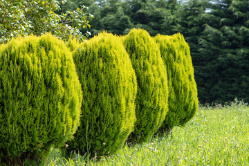 Thuja orientalis aurea nana plants hedge in the garden