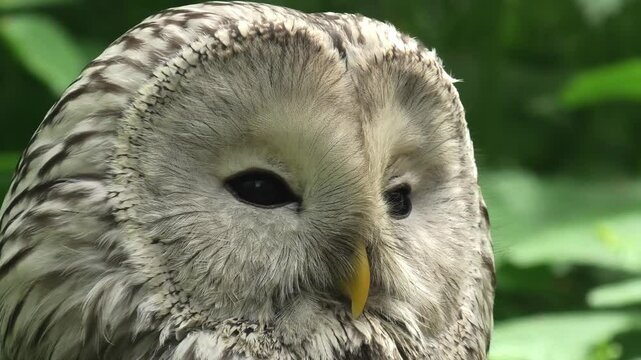 Ural owl in a summer forest (Strix uralensis)