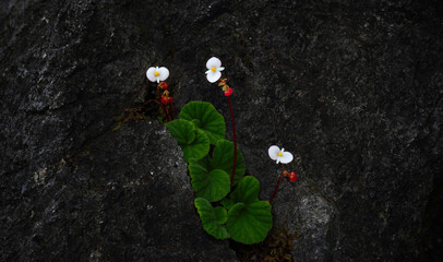 Begonia soluta Craib (Begoniaceae) is an endemic plant in Thailand that grows along the limestone crevices of Doi Hua Mot, Umphang District, Tak Province, Thailand.
