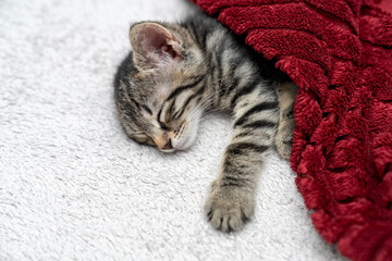 Cute kitten tabby cat on red plaid. Pet warms under a blanket in cold winter weather. cat sleeping, resting, relaxing, looking, smiling. Pets friendly and care concept. domestic cat on bed
