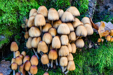 Fototapete bei efototapeten.de bestellen   