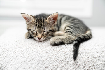 cute kitten tabby cat sleeping, resting, relaxing, looking on top of a bed. Cat sleep calm relax. Close up of the muzzle of a sleeping cat with closed and open eyes. Pets friendly and care concept. © ATRPhoto