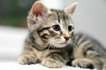 cute kitten tabby cat sleeping, resting, relaxing, looking on top of a bed. Cat sleep calm relax. Close up of the muzzle of a sleeping cat with closed and open eyes. Pets friendly and care concept.