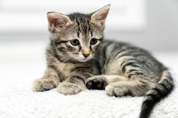 cute kitten tabby cat sleeping, resting, relaxing, looking on top of a bed. Cat sleep calm relax. Close up of the muzzle of a sleeping cat with closed and open eyes. Pets friendly and care concept.