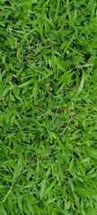 Green grass texture background grass garden concept used for making green background football pitch, green lawn pattern textured background.