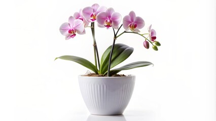 Isolated modern white ceramic vase with delicate orchid flowers blooming in soft focus on transparent background with subtle shadow.