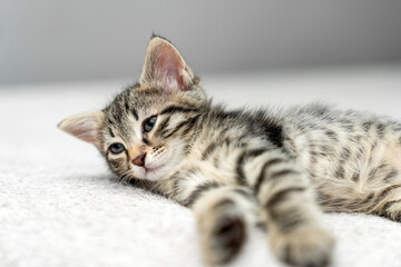 cute kitten tabby cat sleeping, resting, relaxing, looking on top of a bed. Cat sleep calm relax. Close up of the muzzle of a sleeping cat with closed and open eyes. Pets friendly and care concept.