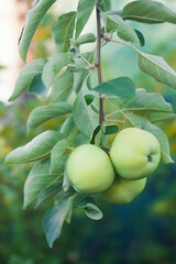 Yellow apples on orchard farm garden closeup of tree branch