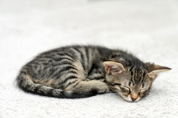 cute kitten tabby cat sleeping, resting, relaxing, looking on top of a bed. Cat sleep calm relax....