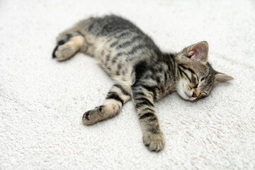 cute kitten tabby cat sleeping, resting, relaxing, looking on top of a bed. Cat sleep calm relax. Close up of the muzzle of a sleeping cat with closed and open eyes. Pets friendly and care concept.
