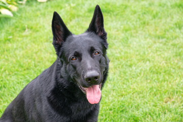 Black German shepherd