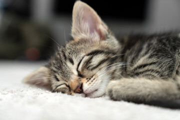 cute kitten tabby cat sleeping, resting, relaxing, looking on top of a bed. Cat sleep calm relax. Close up of the muzzle of a sleeping cat with closed and open eyes. Pets friendly and care concept.