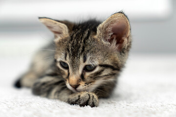 cute kitten tabby cat sleeping, resting, relaxing, looking on top of a bed. Cat sleep calm relax. Close up of the muzzle of a sleeping cat with closed and open eyes. Pets friendly and care concept.