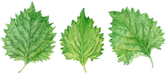 3枚の大葉(青しそ)　水彩イラスト