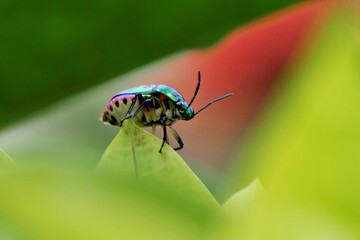 Closeup of a colorful beetle on a green leaf with a blurred background.