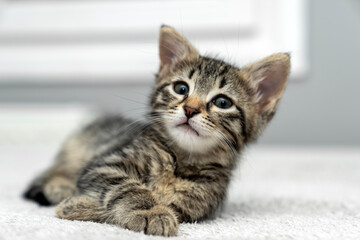 cute kitten tabby cat sleeping, resting, relaxing, looking on top of a bed. Cat sleep calm relax. Close up of the muzzle of a sleeping cat with closed and open eyes. Pets friendly and care concept.