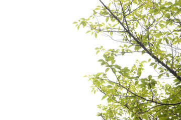 新緑　爽やかな木々