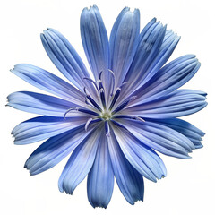 Realistic High Quality Beautiful Flower Isolated on White Background