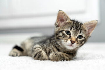 cute kitten tabby cat sleeping, resting, relaxing, looking on top of a bed. Cat sleep calm relax. Close up of the muzzle of a sleeping cat with closed and open eyes. Pets friendly and care concept.