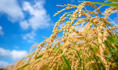 Ripe golden ears of rice on a background of blue sky, Generative AI