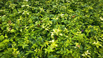 abstract green leaf texture, tropical leaf foliage nature dark green background ecological gardening spring summer design