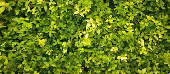 Fototapeta premium abstract green leaf texture, tropical leaf foliage nature dark green background ecological gardening spring summer design