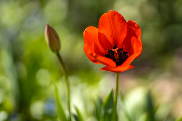 Obraz premium Blossom background. This is a tulip. The Spring flower.