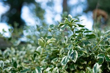 Closeup of a green bush of Euonymus fortunei