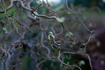 Closeup of Common Hazel twigs (Corylus avellana)