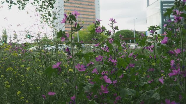 Malva sylvestris, mallow genus Malva in Malvaceae. Common mallow, cheeses, high mallow and tall mallow mauve. Vigorous plant with showy flowers of mauve-purple with dark veins. Budapest, Hungary