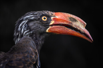 Crowned Hornbill - Lophoceros alboterminatus, portrait of beautiful rare hornbill from African forests and woodlands, Queen Elizabeth National Park, Uganda.