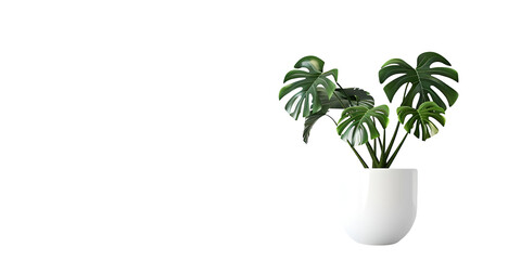 monstera plants in a white pot stands on a white background