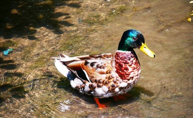 Canard colvert mâle coloré sur un plan d'eau de la ville de Chartres en France