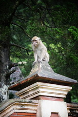 a monkey on a mountain forest