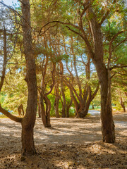 Beautiful deep forest scene. Light beam in woodland. Forest wood background