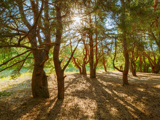 Beautiful deep forest scene. Light beam in woodland. Forest wood background