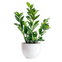 Zamioculcas zamiifolia that growth and pot ceramic white isolated on white background 
