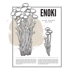 Vector poster with fresh organic enoki mushrooms in the form of a hand-drawn sketch