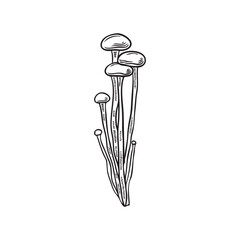 Illustration vector black and white hand-drawn drawing enoki mushrooms on a white background