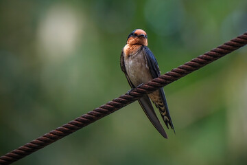 Pacific swallow