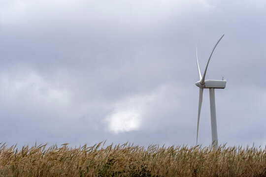 A wind turbine stands against the backdrop of a cloudy sky over a field of wheat, symbolizing the convergence of natural beauty and clean, renewable energy in a rural setting in Lerida in Spain