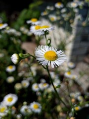 Closeup chamomile simple photo with blur background