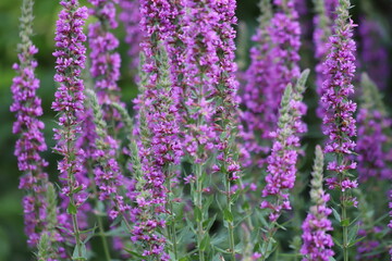 Lythrum salicaria. Purple loosestrife flowers in bloom.